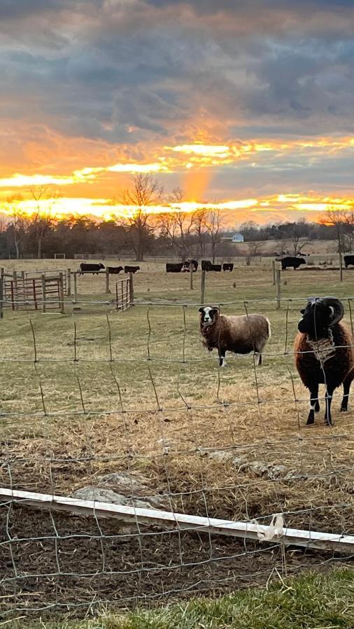 Shenandoah Valley Glamping - Amazing Views - Farm Edinburg Экстерьер фото